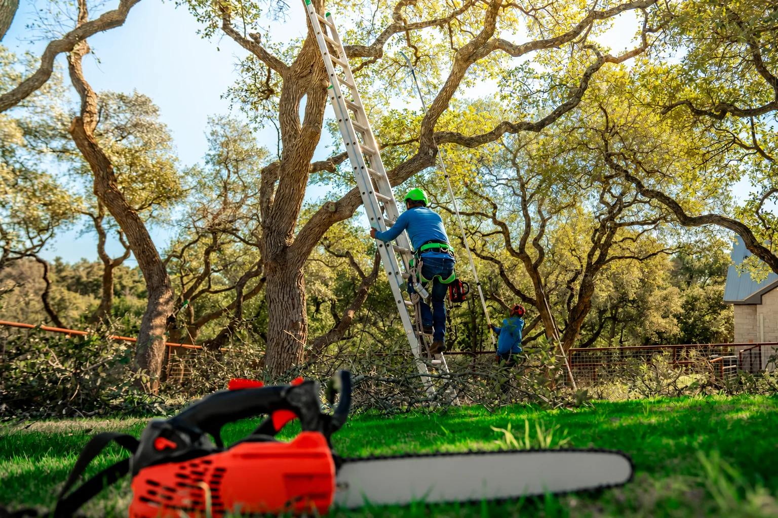 Tree service crew working among branches beside a house